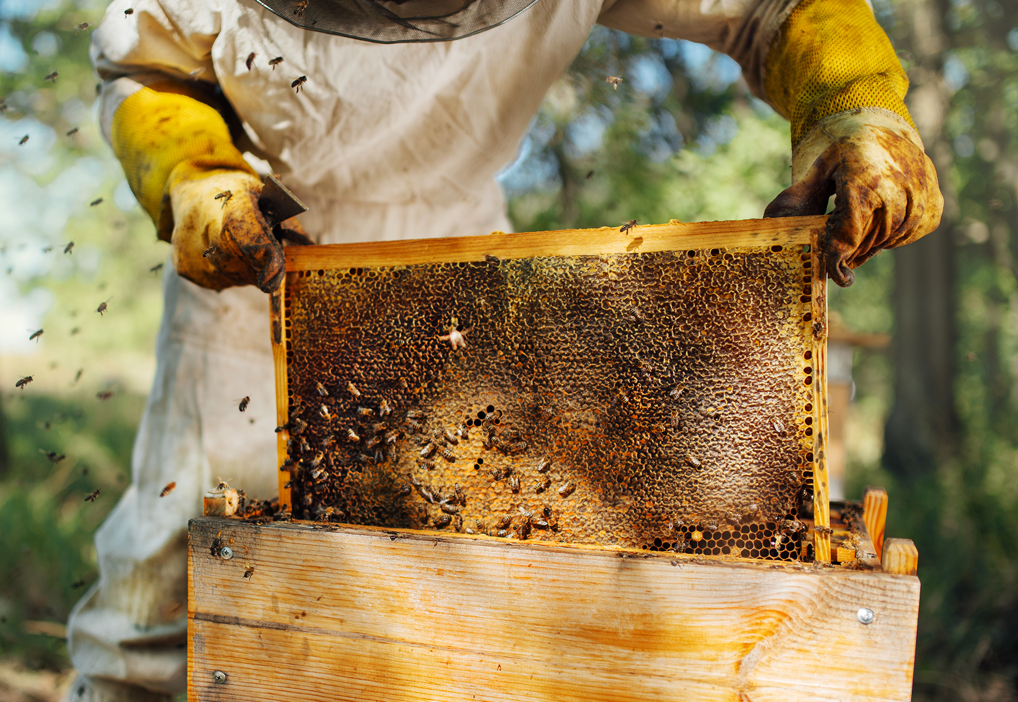 équipement apiculture